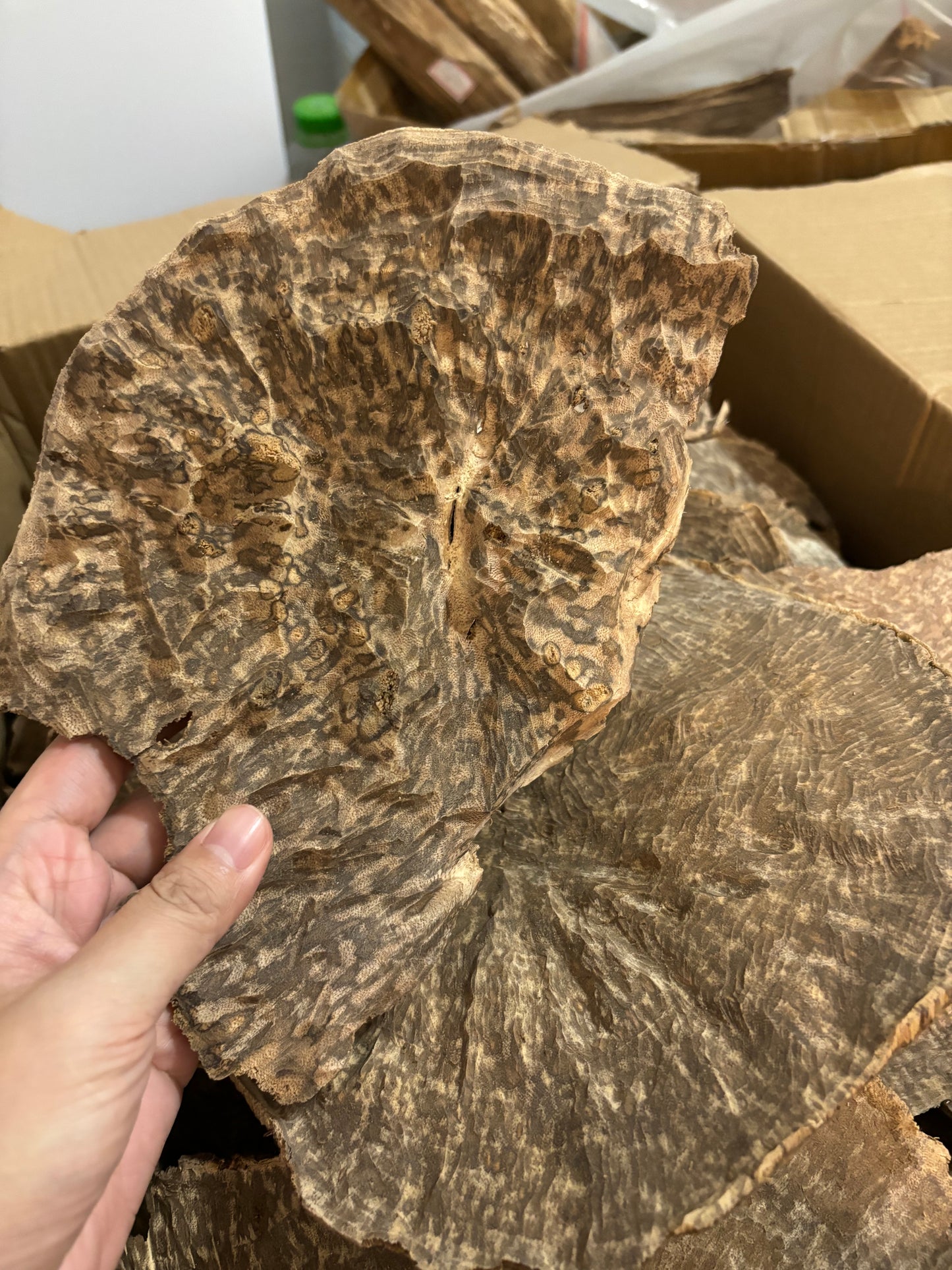 Wanxiang, a hundred-year-old tree, is formed by natural insect bites and thousands of fungi damage. It has medicinal effects and is suitable for meditation and concentration