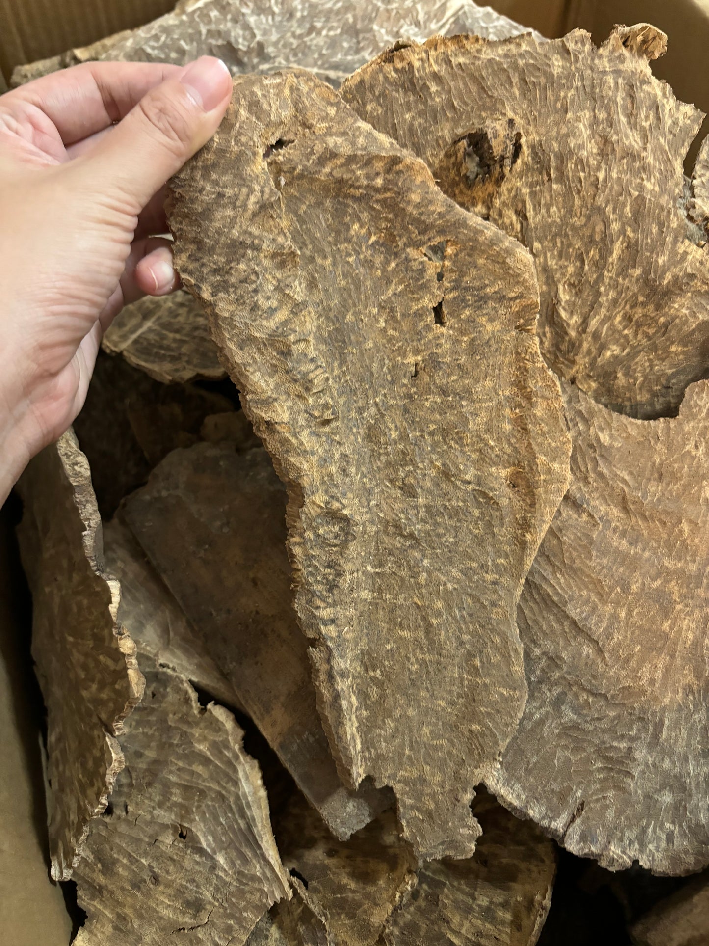 Wanxiang, a hundred-year-old tree, is formed by natural insect bites and thousands of fungi damage. It has medicinal effects and is suitable for meditation and concentration