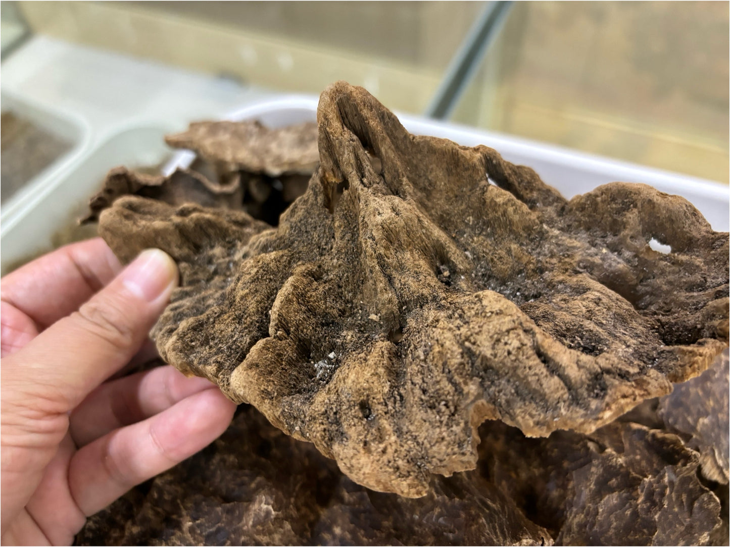 Hainan Triple Super Oud,Rare parts of the tree agarwood,40 years old tree