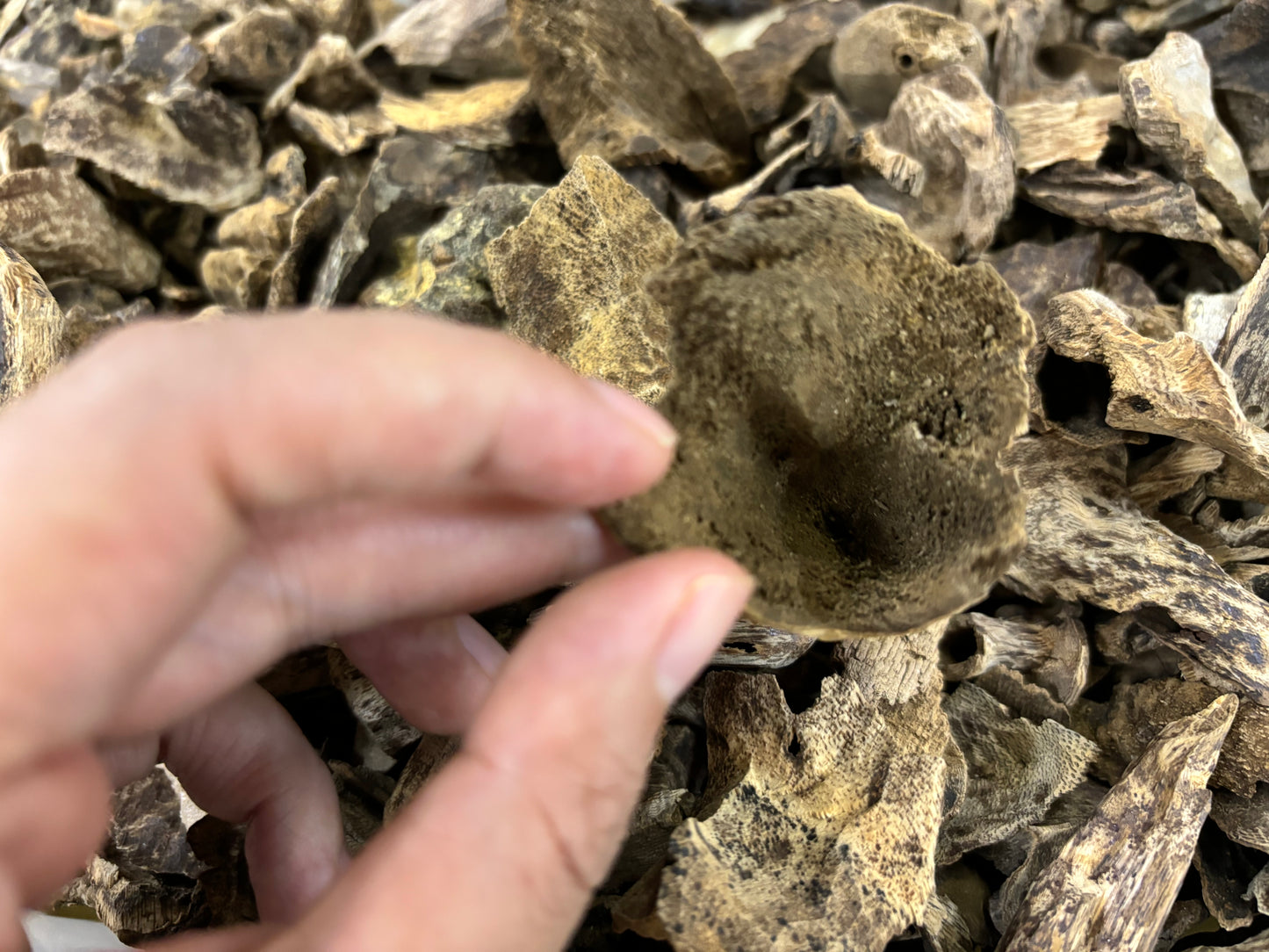 Hainan Triple Super Oud,Rare parts of the tree agarwood,50 years old tree
