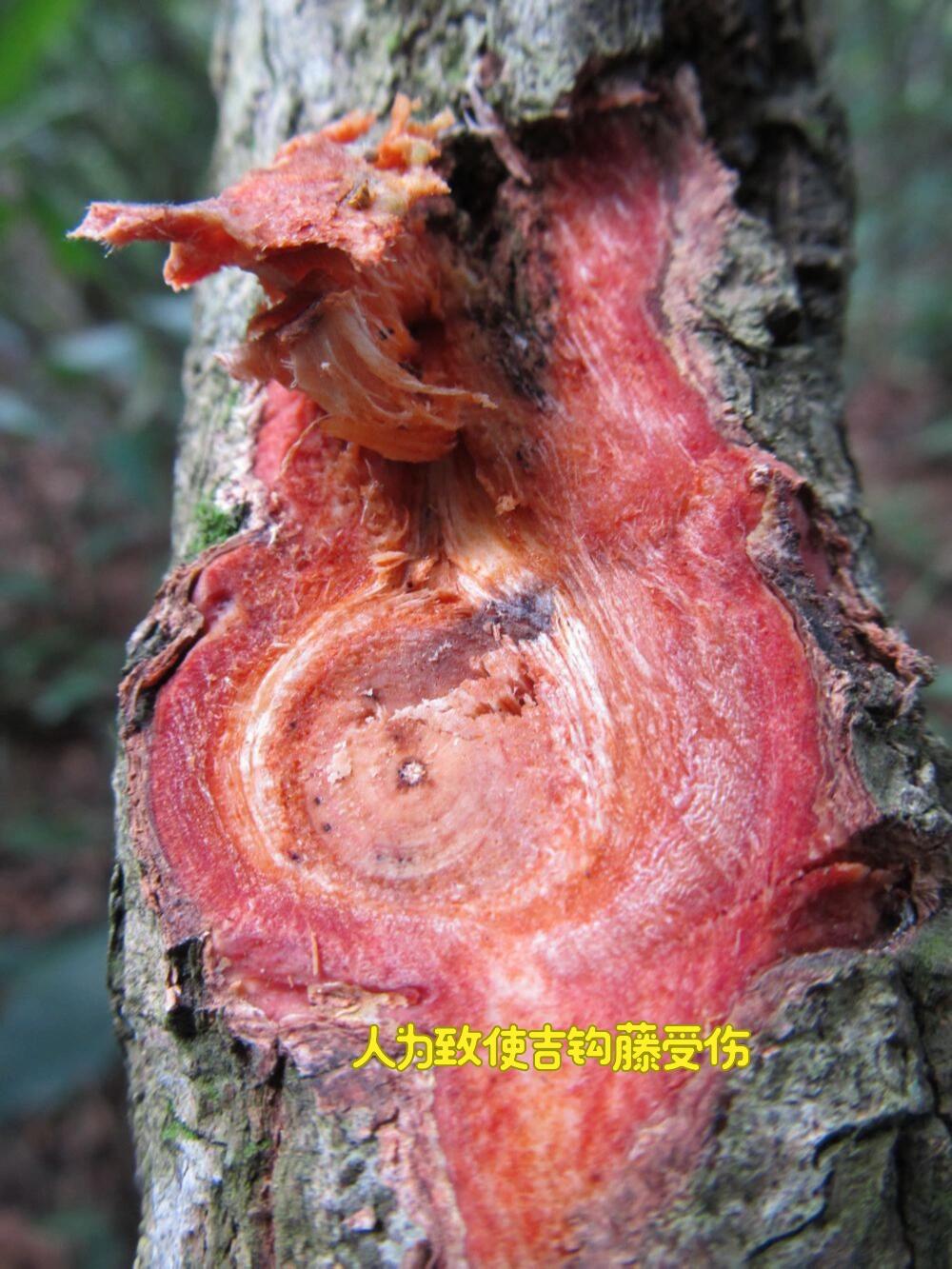 Hainan Rose Agarwood | Rare Small-Leaf Variety | Sweet Coconut Milk Scent - China_Oud