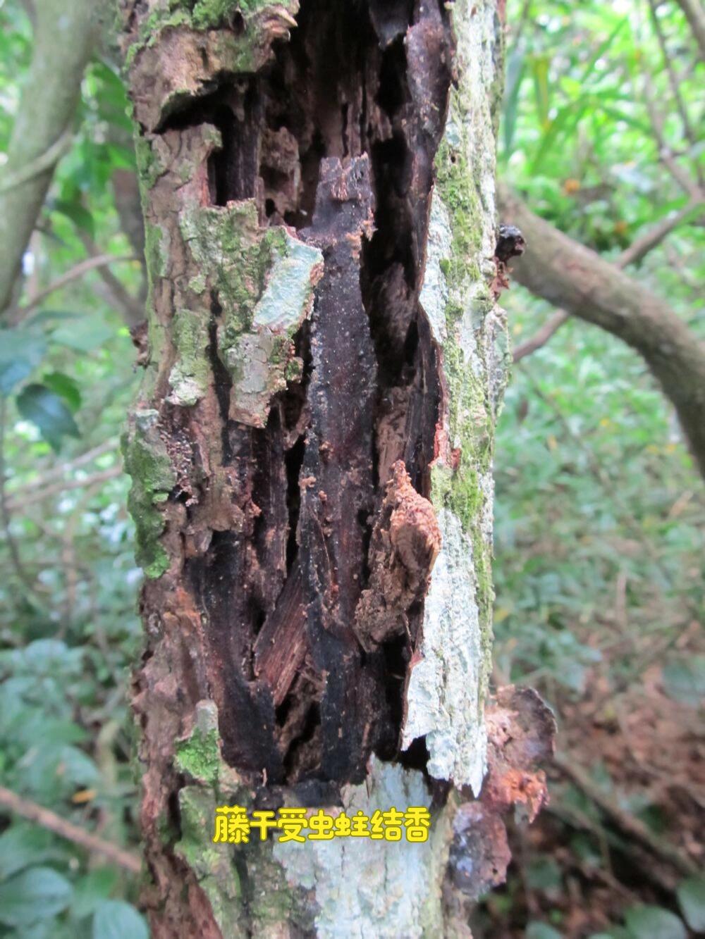 Authentic Golden-Layer Hainan Oud | Imperial Rose Resin | Intense Botanical Aroma - China_Oud