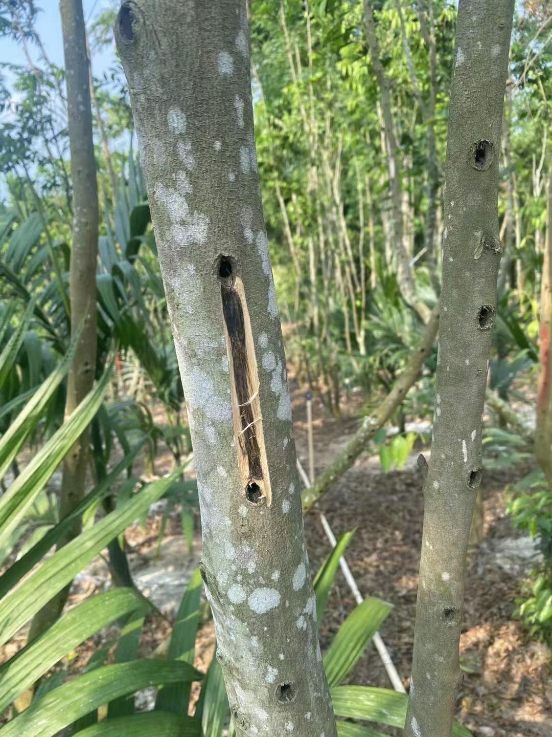 3A+ Kynam Agarwood Double Oud Chunk - طبيعي، خالٍ من المواد الكيميائية، عطر فاخر غني بالعود