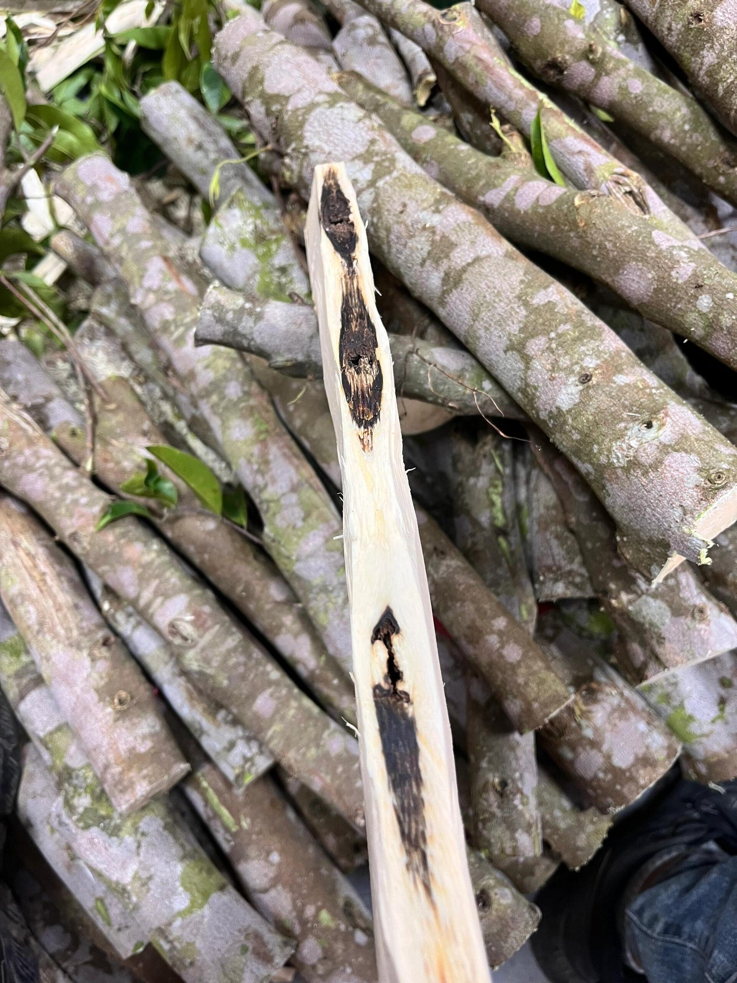 3A+ Kynam Agarwood Double Oud Chunk - طبيعي، خالٍ من المواد الكيميائية، عطر فاخر غني بالعود