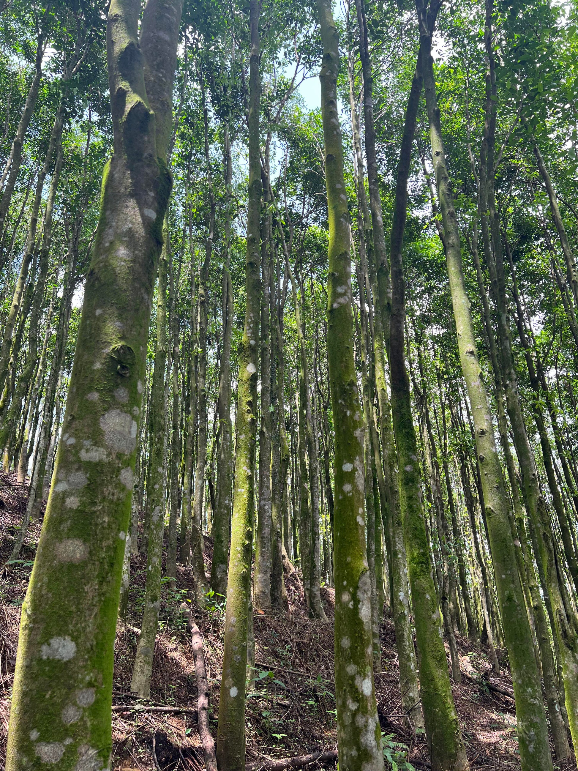 Rare 80-Year Aged Hainan Agarwood | Jet Black Resin | Ancient Forest Legacy - China_Oud