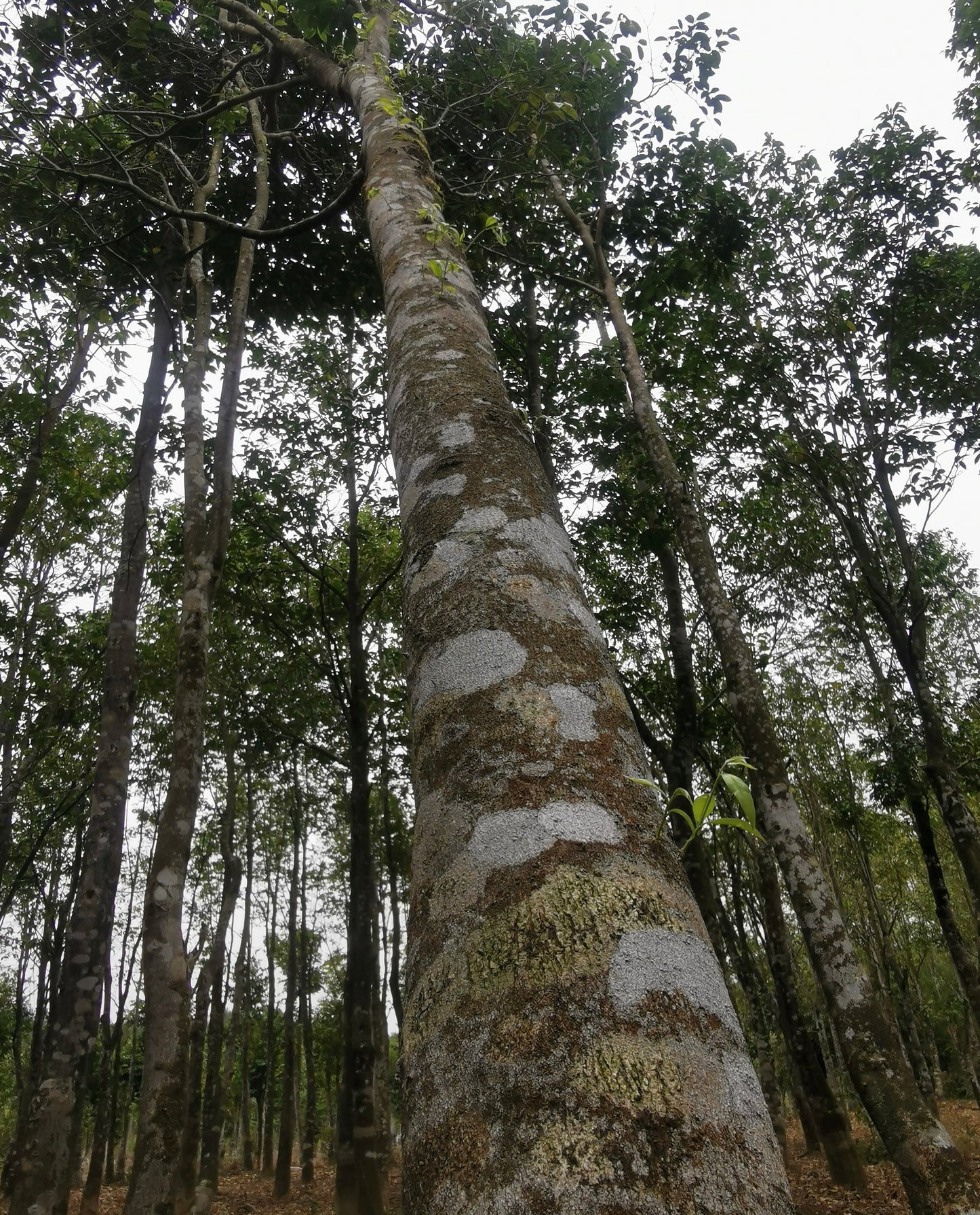 3A+ Kynam Agarwood Double Oud Chunk - طبيعي، خالٍ من المواد الكيميائية، عطر فاخر غني بالعود 