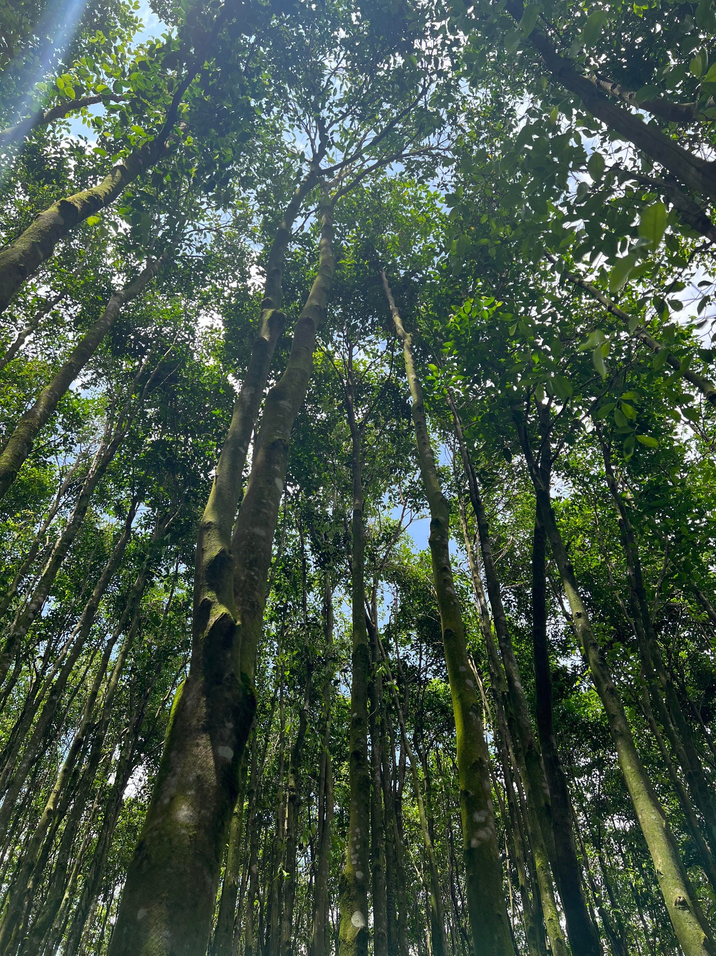 3A+ Kynam Agarwood Double Oud Chunk - طبيعي، خالٍ من المواد الكيميائية، عطر فاخر غني بالعود 