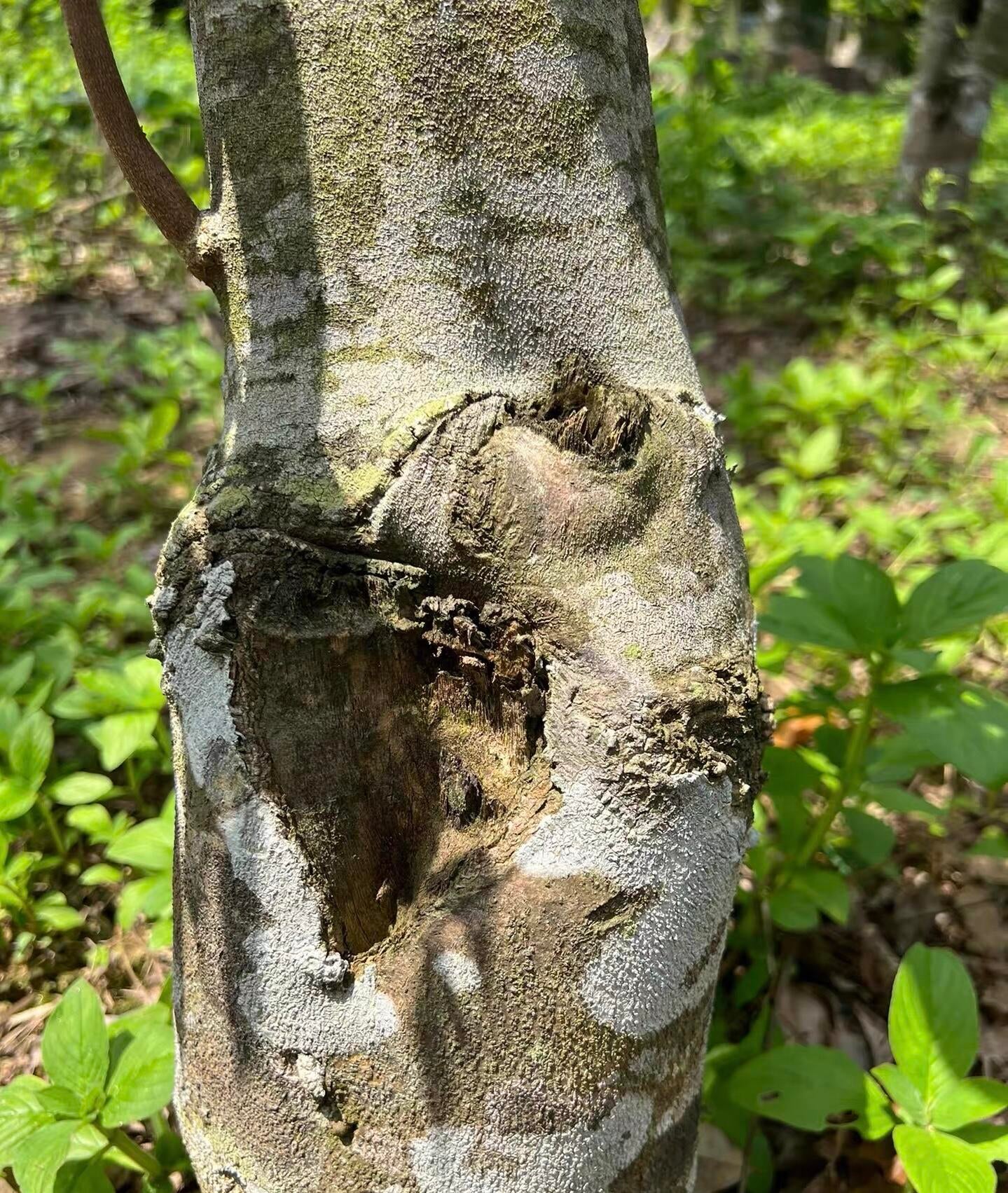 3A+ Kynam Agarwood Double Oud Chunk - طبيعي، خالٍ من المواد الكيميائية، عطر فاخر غني بالعود 