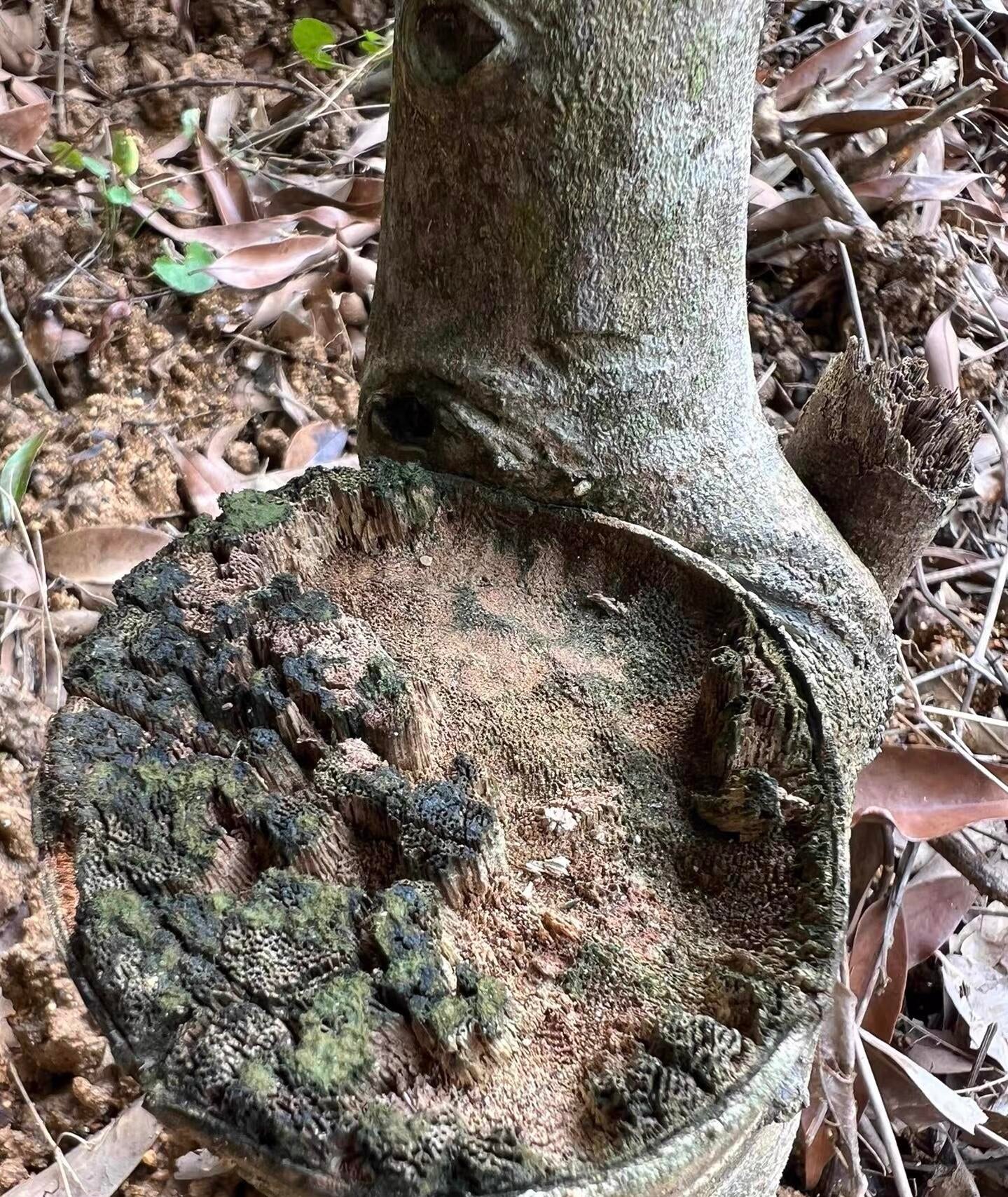 3A+ Kynam Agarwood Double Oud Chunk - طبيعي، خالٍ من المواد الكيميائية، عطر فاخر غني بالعود 