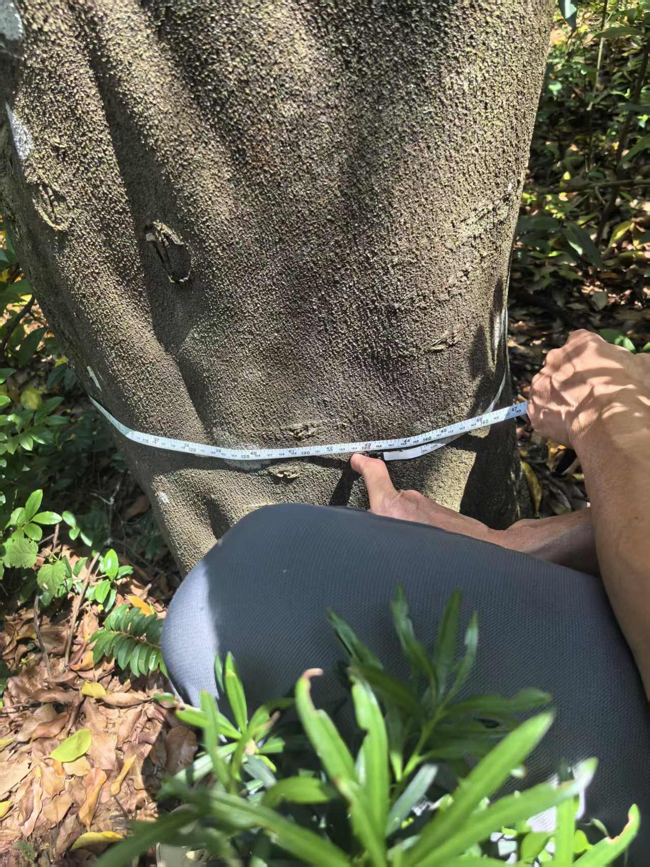 3A+ Kynam Agarwood Double Oud Chunk - طبيعي، خالٍ من المواد الكيميائية، عطر فاخر غني بالعود 