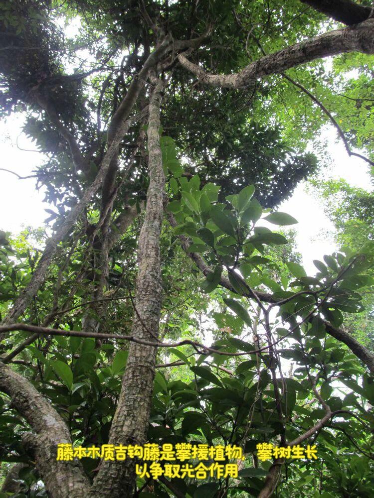 3A+ Kynam Agarwood Double Oud Chunk - طبيعي، خالٍ من المواد الكيميائية، عطر فاخر غني بالعود 