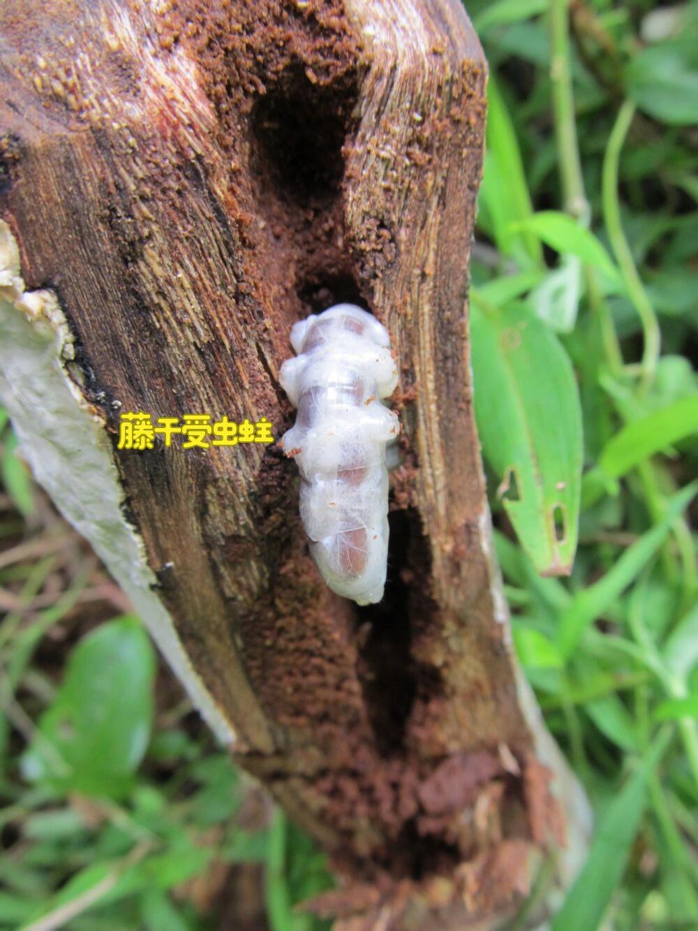 3A+ Kynam Agarwood Double Oud Chunk - طبيعي، خالٍ من المواد الكيميائية، عطر فاخر غني بالعود 