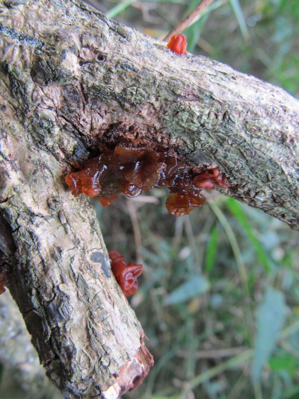 Bold & Floral Hainan Rose Agarwood | 100% Natural Big-Leaf Oud | Premium Incense - China_Oud