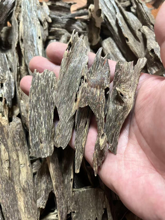 5A Grade Hainan Bug-Leaking Agarwood | Elite Collector's Oud | Ultra-Rich Resin