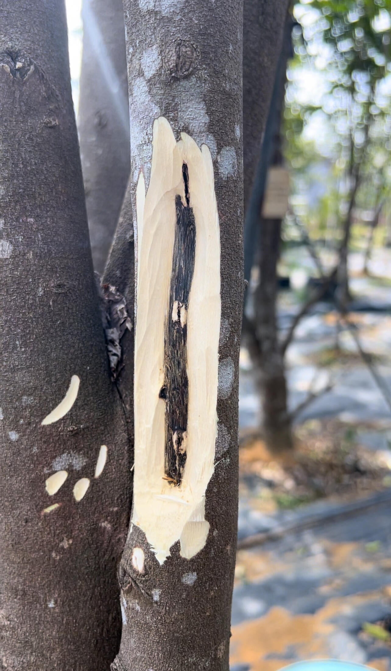 Heritage factory artisans meticulously hand-trimming white wood from raw 3A Kynam agarwood chunks