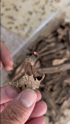 Heating 5A grade Hainan bug-leaking agarwood on Subitism burner for sweet honey aroma